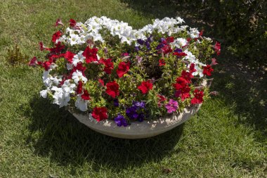 Beyaz, Kırmızı ve Mor Petunyalarla Dolu Bir Bitki.