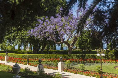 Hayfa, İsrail 24 Mayıs 2025. Canlı Çiçekleri olan Bahai Gardens Terasları. Bahai Bahçelerindeki Jacaranda Ağacı.