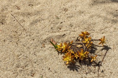 Sarı Sedum Nussbaumerianum Kum Üzerine.