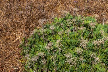 Kuru Çimlere Karşı Kurumuş Çiçekli Yeşil Yapraklı Bitkiler.
