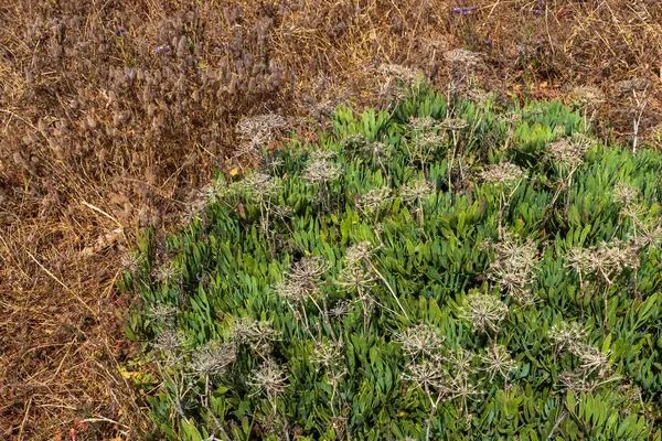 Kuru Çimlere Karşı Kurumuş Çiçekli Yeşil Yapraklı Bitkiler.
