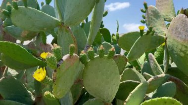 Dikenli Yeşil Pedlerle Çiçekli Sarı Opuntia Kaktüs Çiçeğinin Yakın Çekimi