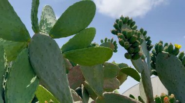 Çiçekli armut kaktüsü çiftliğin arka planında.