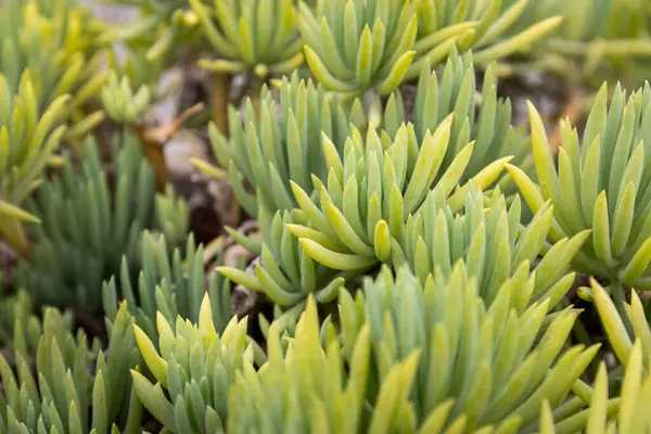 Canlı yeşil sulu bitkilerin yakın çekim görüntüsü.