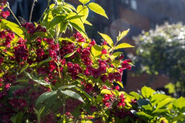 Weigela Bush 'ta canlı kırmızı çiçekler.