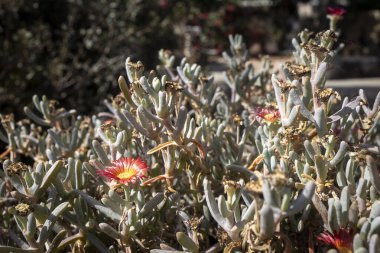 Malephora purpurea-crocea, soluk yeşil, mavi-yeşil, üçgen yaprakları olan, sürekli yeşil, yayılan, sulu bir zemin örtüsüdür.
