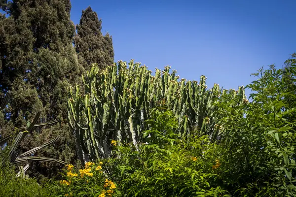 Dev Kaktüs Parlak Mavi Gök 'e Karşı Euphorbia Murielii Bitkileri.