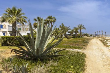 Kıbrıs Kıyısındaki Agave Fabrikası