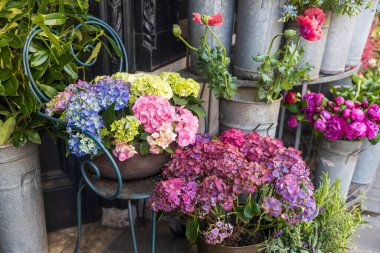 Canlı Ortancalar ve Diğer Çiçekler Ekranda