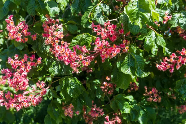 Canlı pembe ve yeşil yapraklı kırmızı çiçekler baharda bir ağaçta çiçek açar..