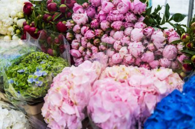 Güzel pembe şakayıklar ve ortancalar.