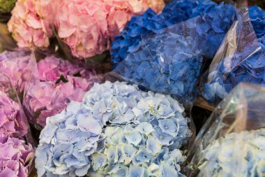 Renkli ortanca çiçek buketleri.