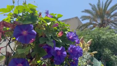 Ipomoea indica, Convolvulaceae familyasından bir sarmaşık türü olup genellikle mavi sabah zaferi, şafak çiçeği ya da okyanus mavisi sabah zaferi olarak bilinir. Bitki, canlı çiçekleriyle çitleri örttü. 
