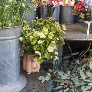 Bir çiçekçinin önünde sergilenen Hellebore ve yeşillik taze kesilmiş çiçek koleksiyonu..