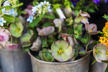 Kırsal bir tencerede eşsiz yeşil karacaot çiçekleri.