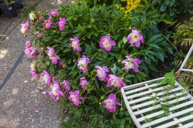 Bahçede açan pembe şakayık çiçekleri..