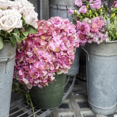 Pembe ortancalar ve büyük metal kovalardaki diğer çiçekler. Kare kare