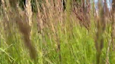 Süslü otların olduğu bir tarla, kamera sallanan bıçakların arasında sorunsuzca hareket eder..