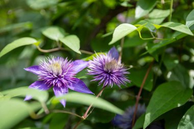 Passiflora AMETHYSTINA, yeşil arka planda iki mavi çiçek. Desen, arkaplan.