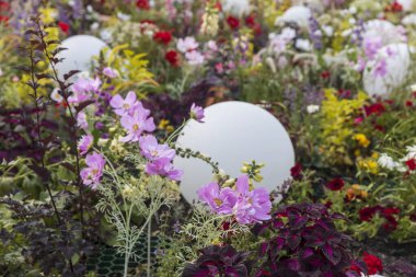 Küresel Fenerli Kozmos Çiçek Bahçesi