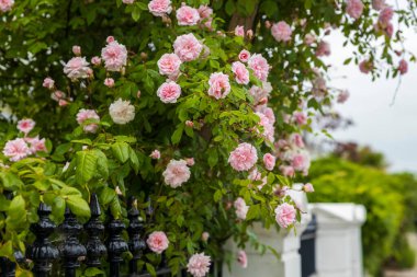Brighton 'daki bir evin yanında çiçek açan çay gülleri.