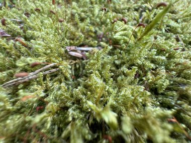 Dicranum, genellikle çatal yosunları ya da rüzgar yosunları olarak bilinen yosun cinsidir. Tipik olarak dar, küçük kümelerde büyürler. Sapları çatallansa bile, gerçek dallar üretemezler..