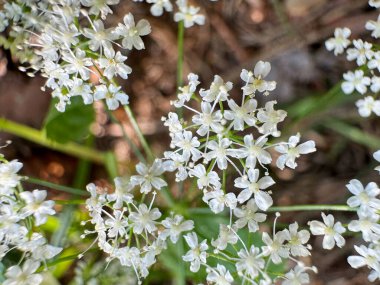 Dicranum, genellikle çatal yosunları ya da rüzgar yosunları olarak bilinen yosun cinsidir. Tipik olarak dar, küçük kümelerde büyürler. Sapları çatallansa bile, gerçek dallar üretemezler..