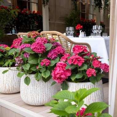 Açık hava restoranlarının terasında süslü kaplarda pembe ortancalar.