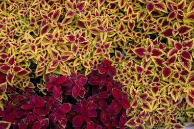 Kırmızı ve sarı çeşitli yapraklı canlı koleus yaprakları yakın plan.