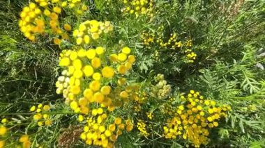 Ağır çekim. Kamera tepeden tırnağa sarkık bitkilerin arasında hareket eder..