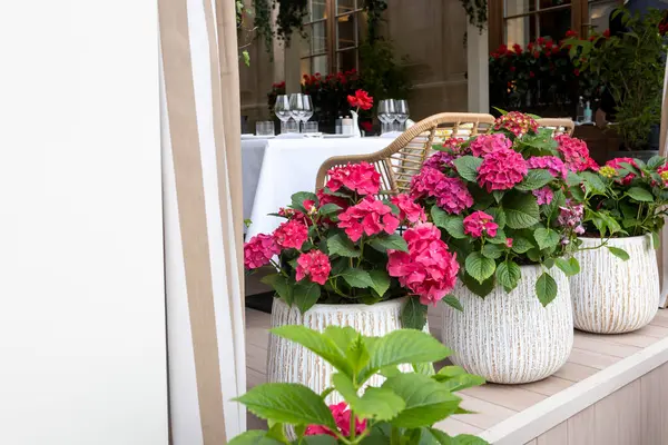 Dokulu Beyaz Saksılarda Canlı Pembe Ortancalar Akşam Yemeği Mobilyaları ve Yeşillik Yeşilliği Olan Zarif Açık Restoran Terası