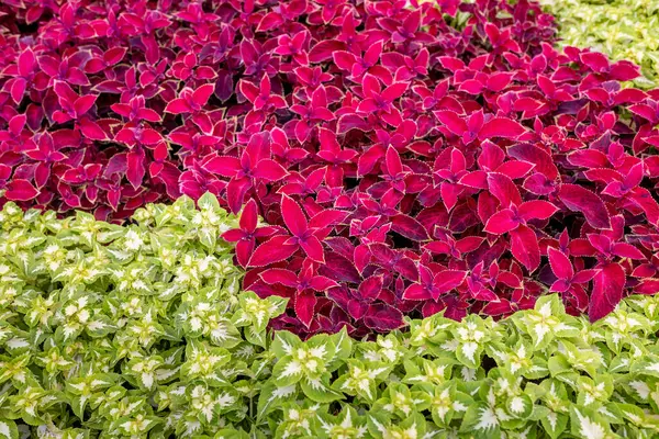 Parlak bordo ve yeşil coleus duvar kağıdı. Desen