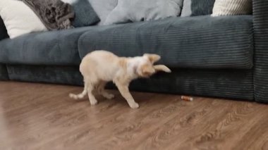 Kırmızı Devon Rex, mavi gözlü kedi yavrusu kanepenin altına yuvarlanmış bir makara iplikle oynuyor.