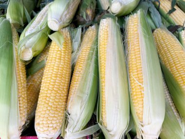 Corn on the Cob in the box on the market