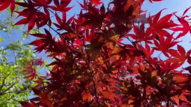 Japon akçaağaç yaprakları aşağıdan mavi gökyüzüne bakıyor, rüzgarda sallanıyor..