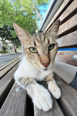 Gri bir kedi bankta yatıyor, kameraya bakıyor. Bir kulağı hafif kesilmiş, bu da kısırlaştırıldığını gösteriyor..