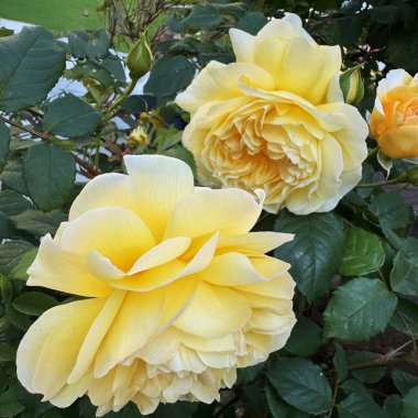 Bahçedeki yemyeşil yapraklı sarı 'Altın Kutlama Gülü' nün yakın çekimi