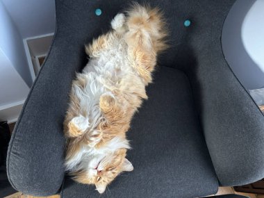 Tüylü, kızıl ve beyaz bir kedi, sırtüstü uzanmış, koyu gri bir kumaş koltukta, doğrudan yukarıdan fotoğraflanır..