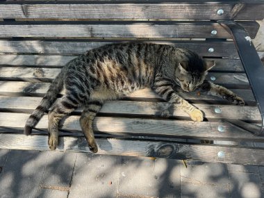 Gri bir kedi ahşap bir bankta uyuyor, rahatça uzanıyor..