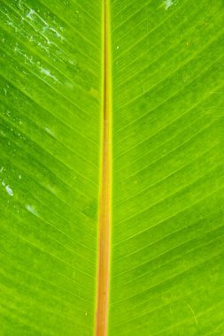Fresh green banana leaves nature background