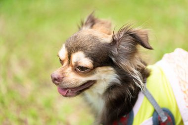 Uzun saçlı chihuahua köpeği bulanık yeşil çimlerle oynuyor.