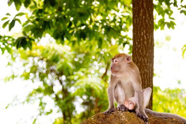 Maymunlar, insanların bilim deneylerinde kullandığı hayvanlardır..