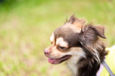Uzun saçlı chihuahua köpeği bulanık yeşil çimlerle oynuyor.