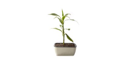 Quan Yin Bamboo Tree on white background