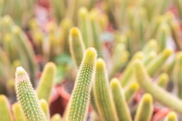 Beautiful Golden finger cactus mammillaria elongata in the garden