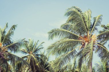 Big tall coconut trees on the beach by the sea with blue sky background