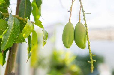 Mango Barracuda on the tree in the garden