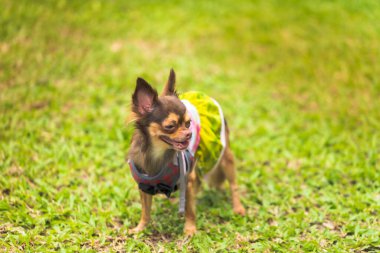 Uzun saçlı chihuahua köpeği bulanık yeşil çimlerle oynuyor.