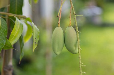 Mango Barracuda on the tree in the garden