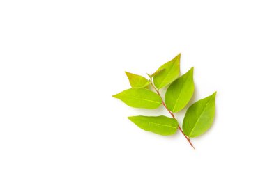 Üst görünüm bektaşi üzümü yaprakları beyaz arkaplanda izole